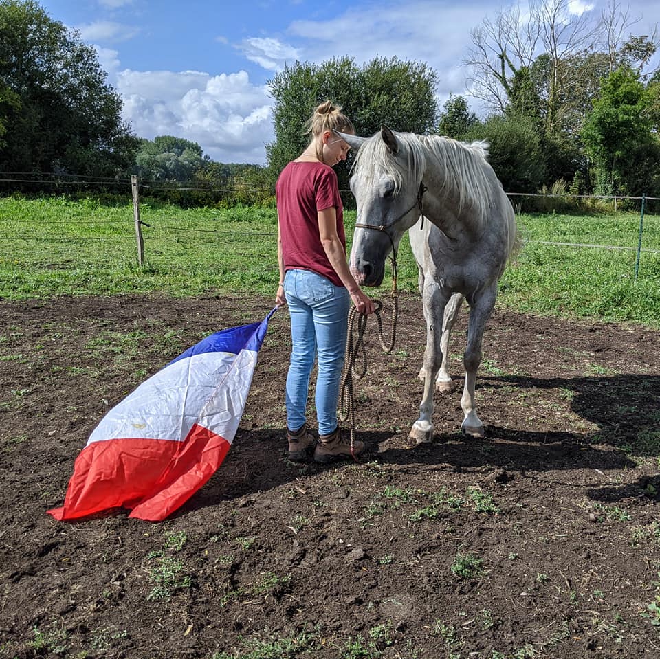 DÉSENSIBILISATION CHEVAL