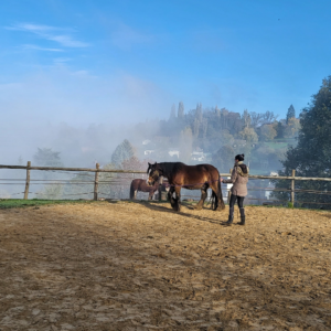 ecole du poney-5